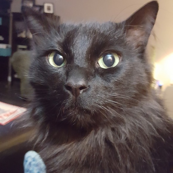 Meet your Posher, Michelle - Picture 2 of 2